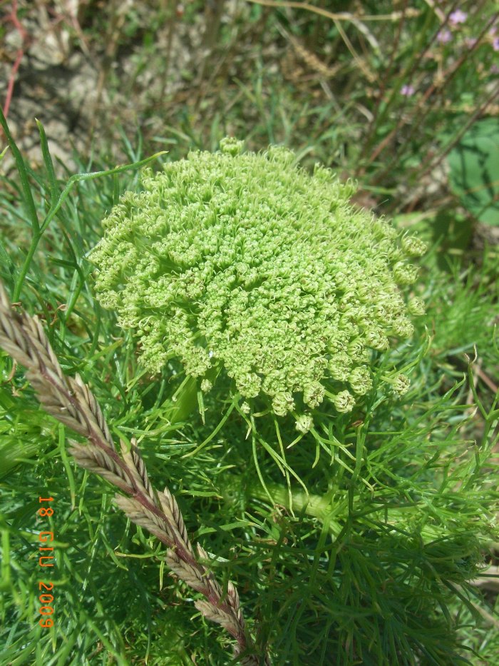 Ammi visnaga (= Visnaga daucoides )  /  Visnaga comune